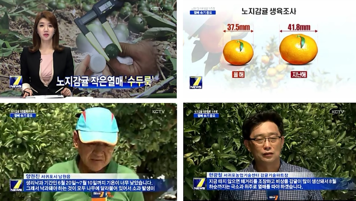 노지감귤 작은열매 ‘수두룩' [KCTV 7시 뉴스-2015.8.14.]
